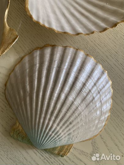 Морские ракушки раковины большие