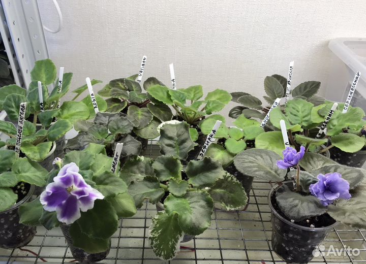 Фиалки сортовые