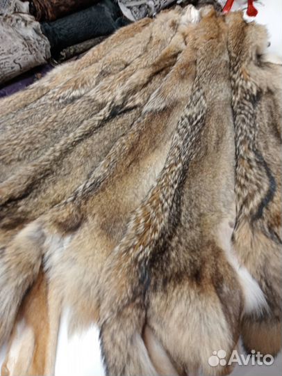 Шкурки койот, луговой волк