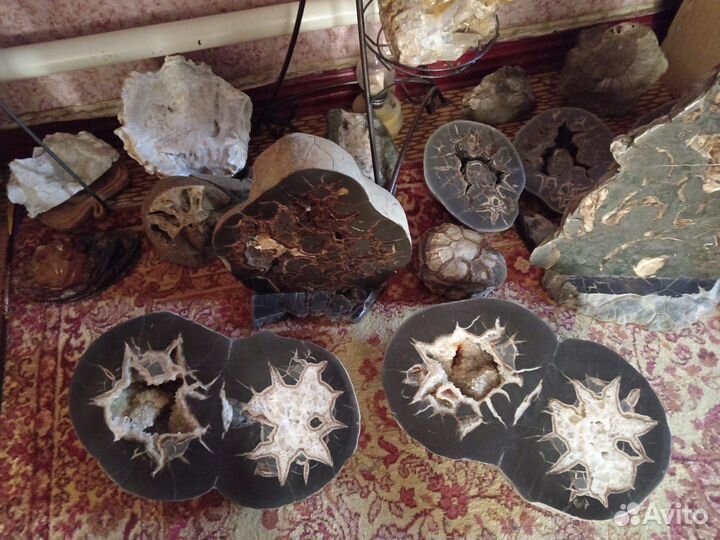 Окаменелости. Минералы. Жеоды. Септарии. Аммониты