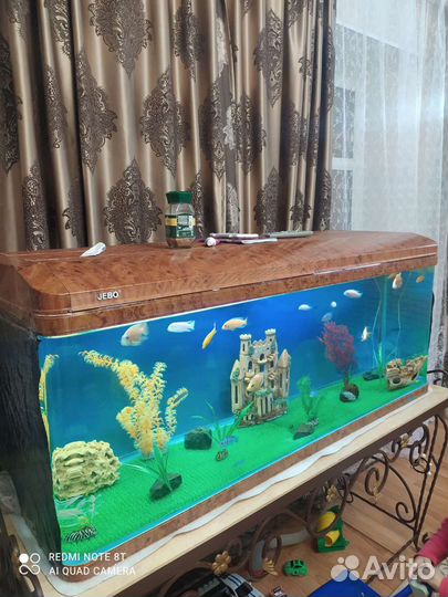 Аквариумные рыбки цихлиды