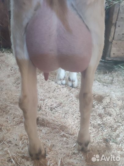 Коза нубийская