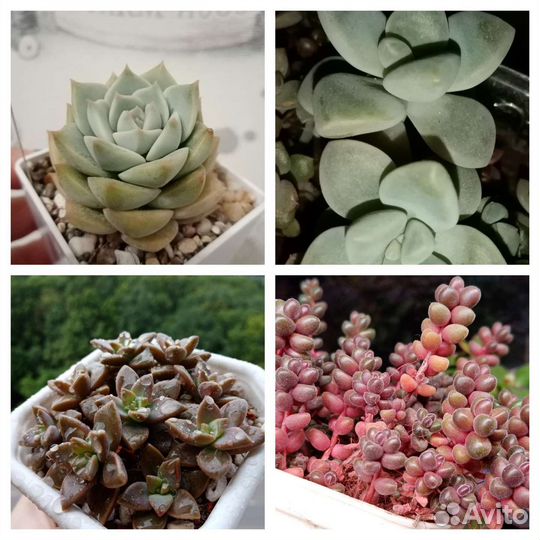 Разноцветные суккуленты