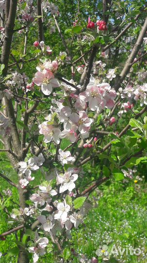 Эко-присмотр за Домом, Растениями и Животными