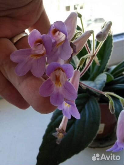 Хирита (примулина) сорта Kazu