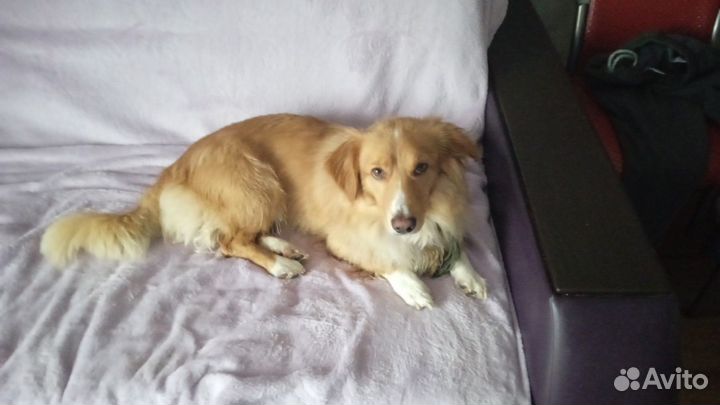 Собака в добрые руки