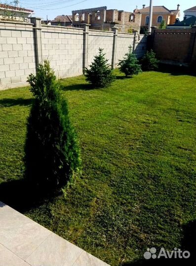 Рулонный газон