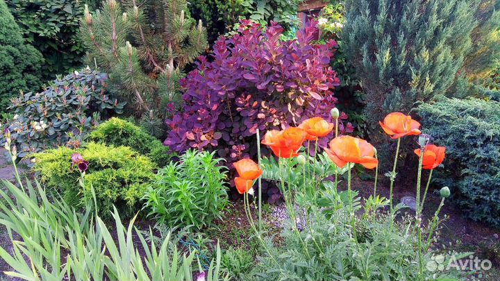 Земля для растений