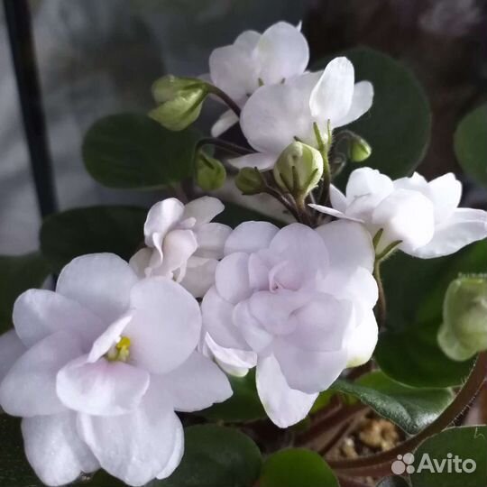 Мини фиалки