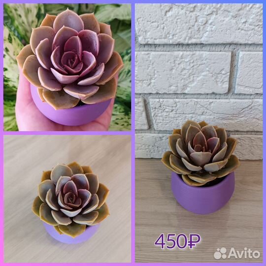 Суккуленты