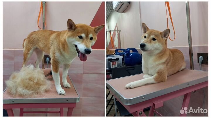 Помощник грумера