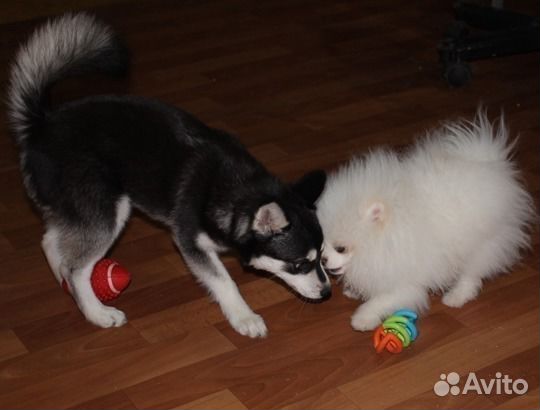 Кли кай - собака не для Вас