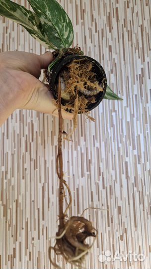 Эпипремнум пиннатум вайт