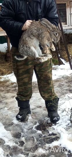 Кролики мясных пород