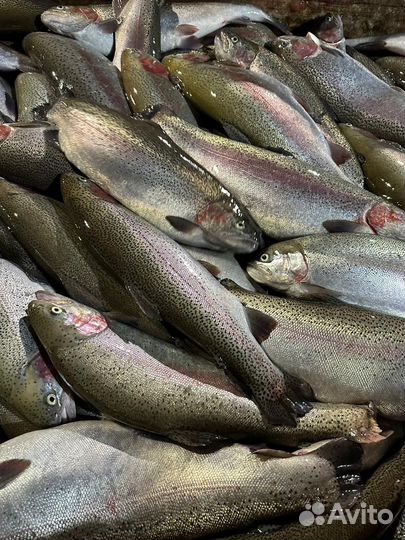 Форель охлажденная непотрошеная