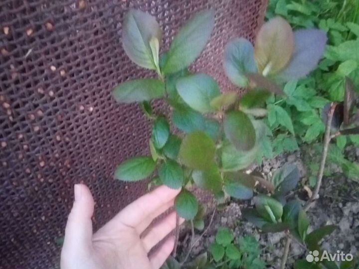 Черноплодная рябина (арония)