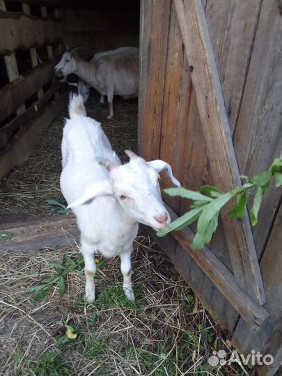Продам коз