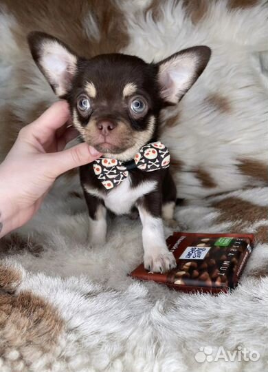 Шоколадный малыш Чихуахуа