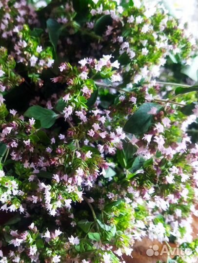 Лекарственные, пряные травы