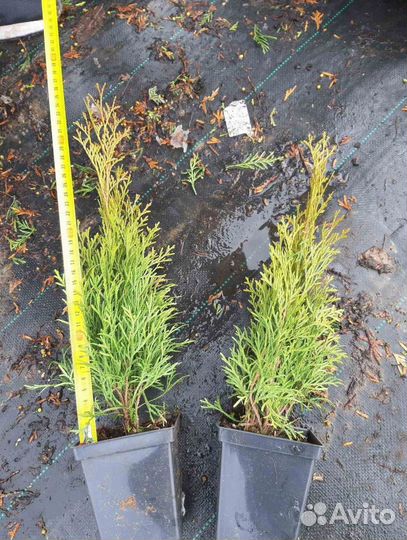 Туя Смарагд горшок Р9