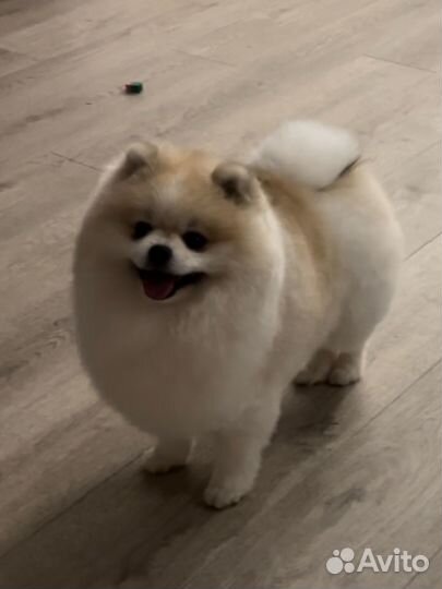 Вязка собак шпиц