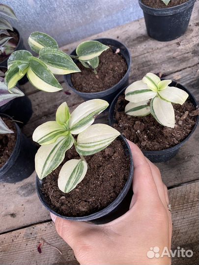 Традесканция вариегатная