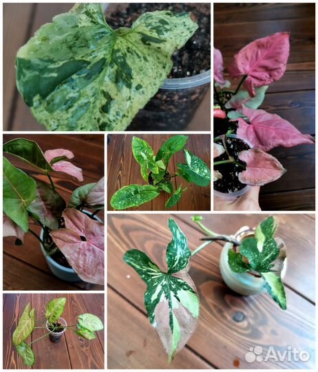 Сингониумы