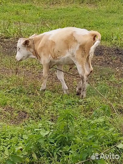 3 Бычка и тёлочка