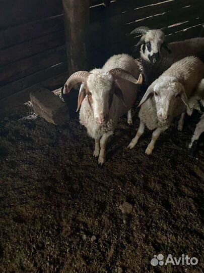 Мясо баранина