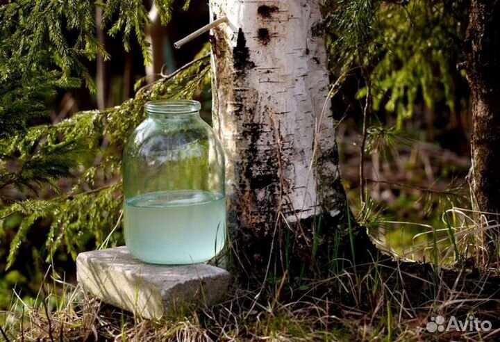 Березовый сок