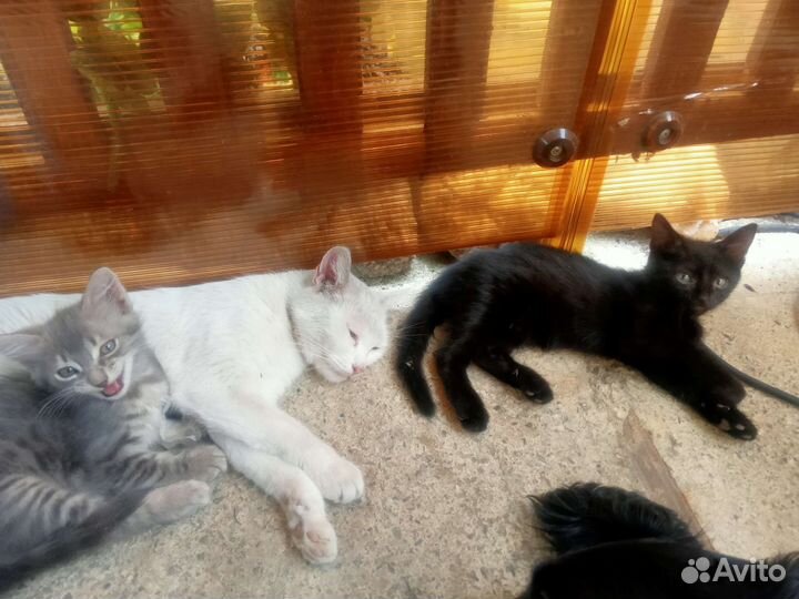 Котята в добрые руки