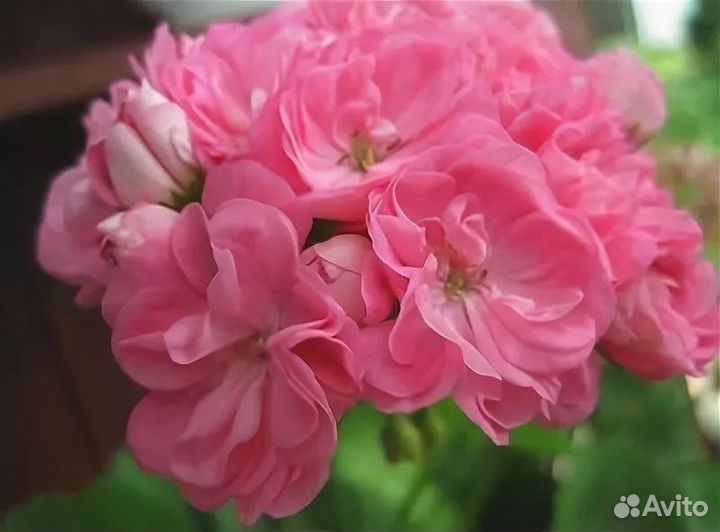 Красивоцветущие пеларгонии (герани)