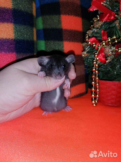 Крыса, крысенок, крысята дамбо, клетки