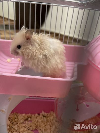 Джунгарский хомяк с клеткой