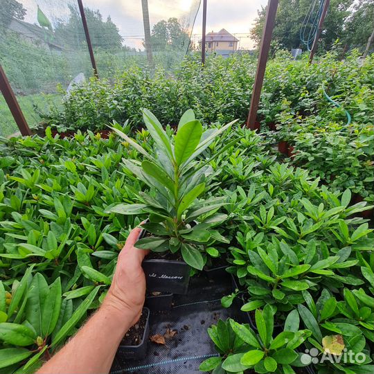 Саженцы рододендрона