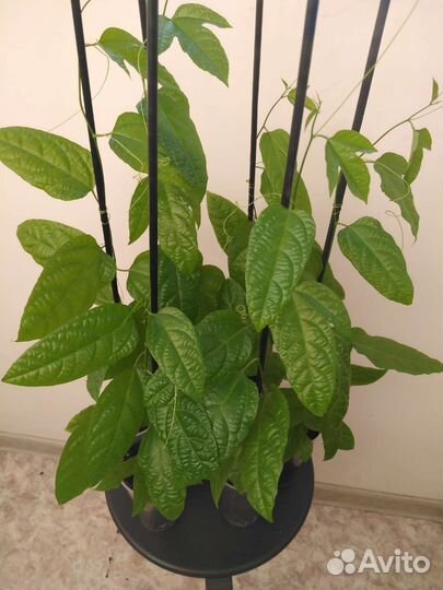 Маракуйя, пассифлора, растение