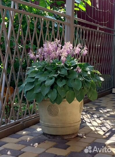 Хоста для сада