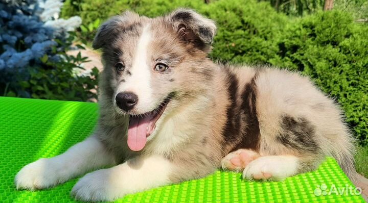 Мраморная девочка бордер колли