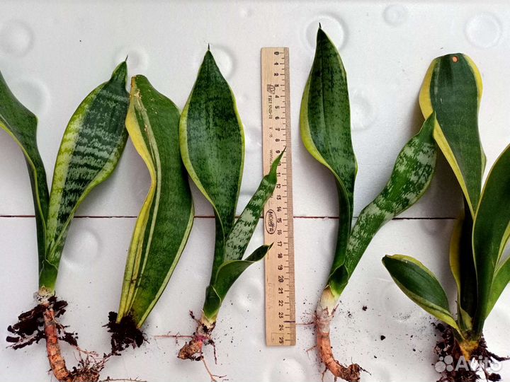 Сансевиерия