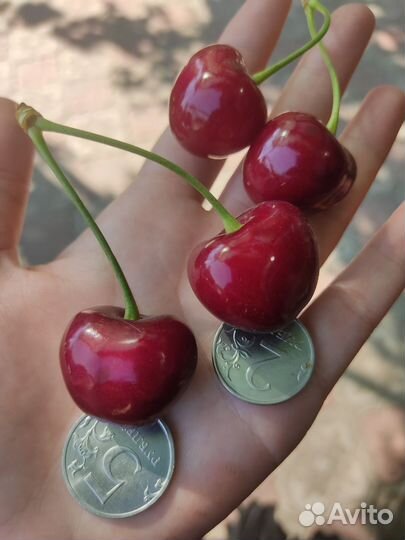 Черешня оптом
