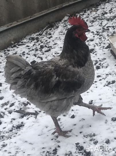 Племенные петухи