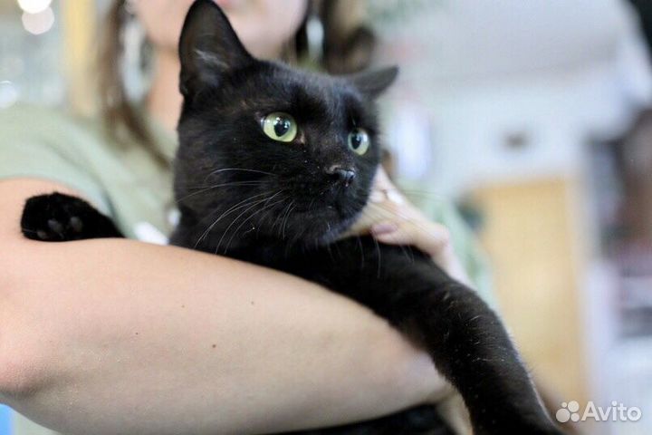 Гуддини - красавец в дар