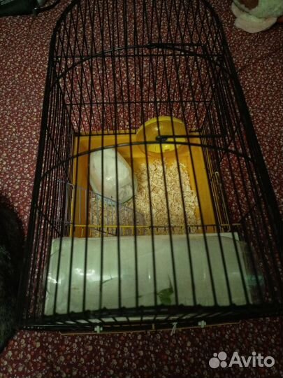 Джунгарский хомяк с клеткой