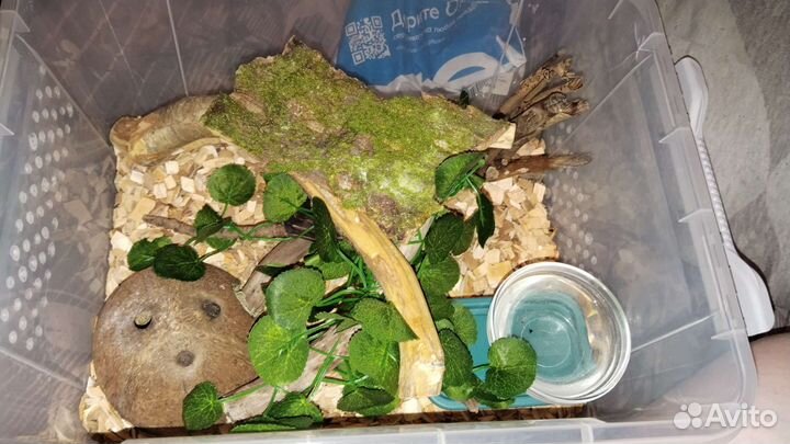 Змея. Маисовый полоз amel phet scaleless