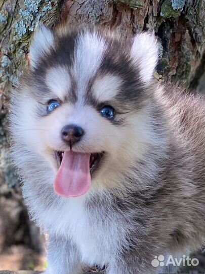 Микро Помски, померанский мини хаски