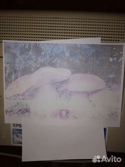 Принтер Epson c1100