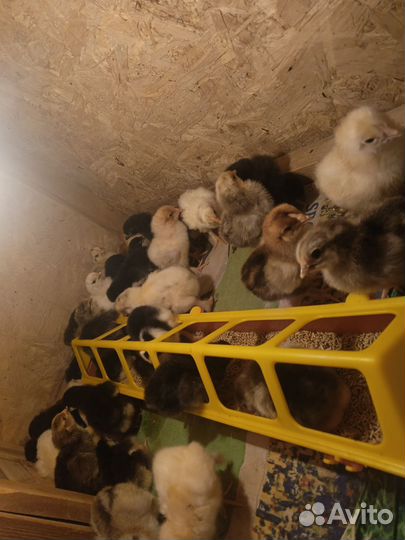 Цыплята от домашних кур несушек