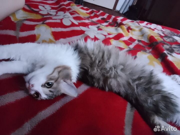 Кот