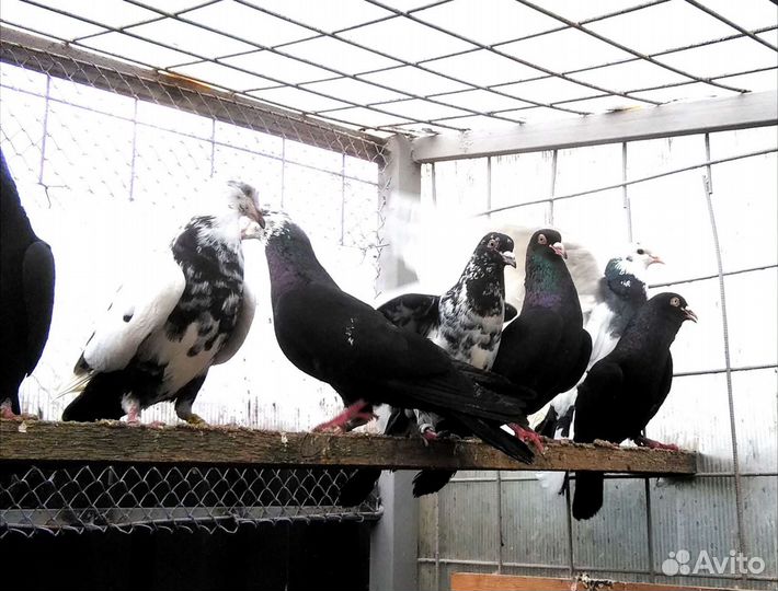 Голуби бойные - бакинские и др