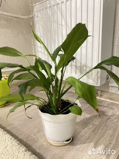 Спатифиллум